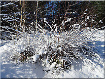 NJ3755 : Snowy Scrub by Anne Burgess
