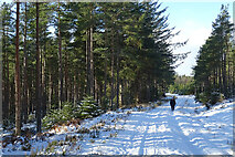 NJ3657 : Walking in Whiteash Forest by Anne Burgess