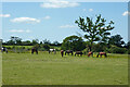 Horsey field crossed by footpath 40