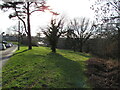 Trees on a green alongside Blackett Avenue, Malpas, Newport