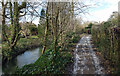 Frosty Path by the Brook