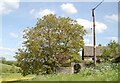 Large Walnut tree