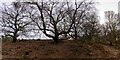 Old Trees on the North of Bury Bank Hill Fort, Meaford