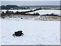 Former Spoil Heap, East Holywell Colliery (Fenwick Pit)