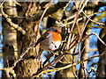 SD7908 : Robin in a Hawthorn Bush by David Dixon