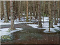 NH6356 : Large area of frozen bog, Bellton Wood by Julian Paren