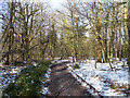 Woodland track, Tilgate Forest