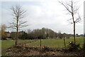 Layered hedge, Cranborne