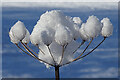 NJ3560 : Natural Snow Balls by Anne Burgess