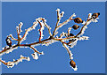 Frosted rosehips