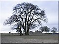 Copse in a barren field