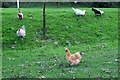 Poultry at Turtley Mill