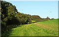 Streamside trees and field