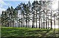 NS0778 : Shelter belt of pine trees on the shore of Loch Striven by John Ferguson