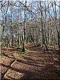 NJ3155 : Woodland Path by Anne Burgess