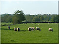 Sheep, field west of A29 Bury Road