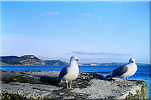 SY3491 : Herring gulls at Lyme Regis by Bill Boaden
