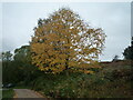 Autumn tree in Bircher Common