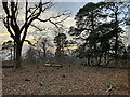 TQ5733 : Saxonbury Wood near Frant by Stephen Richards