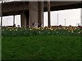 View of daffodils in the middle of Redbridge Roundabout #2
