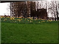 View of daffodils in the middle of Redbridge Roundabout #3