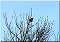 SJ9593 : Magpie (Pica pica) by Gerald England
