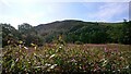 Cheesden Valley near Washwheel Mill