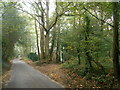 Foot path through Valley Woods