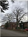 Two beech trees