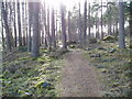 Woodland path in Milton Wood