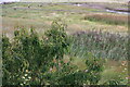 Goldfinches viewed from the Visitor Centre at  Montrose Basin