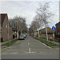 Lichfield Road silver birch