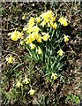 Roadside daffodils, near Ford Down