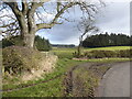 Country scene near Brandy Well Hall Farm