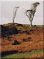 Remnants of a woodland above the Dolbenmaen to Bryncir road