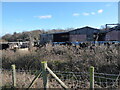 Cattle graze beside barns at a farm