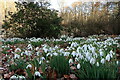 NZ0284 : Snowdrops near Chinese Pond, Wallington by Andrew Curtis