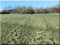 Ridge and furrow, Alverthorpe Meadows, looking north-west