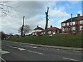 Lopped trees on Wrenthorpe Road