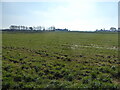 Wet meadow near Fenemere Manor farm