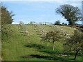 An orderly orchard in Plaster