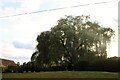 Willow tree on Hambledon Road