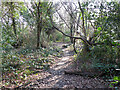 Woodland path, Northgate, Crawley