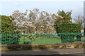 NS2776 : Magnolia tree in Ardgowan Square by Thomas Nugent