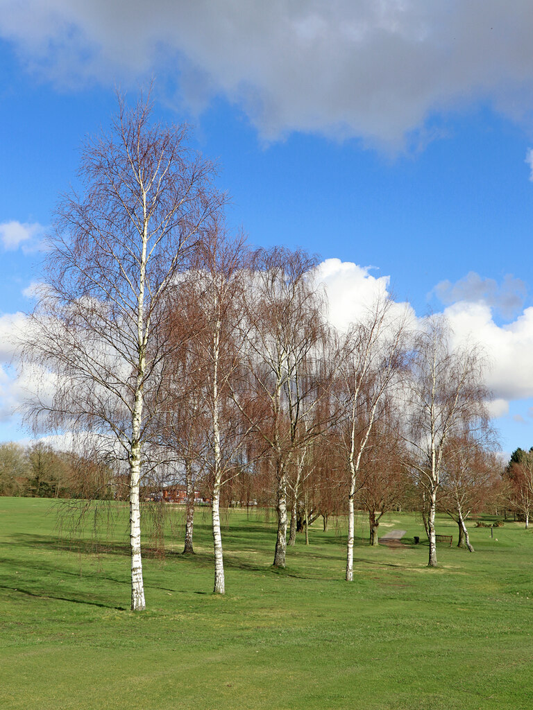 Young birch trees on Penn Common golf... © Roger Kidd Geograph