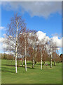 SO8994 : Young birch trees on Penn Common golf course, Staffordshire by Roger  D Kidd