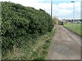 SE3222 : Ivy growing along Red Hall Lane by Christine Johnstone