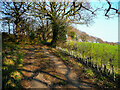 Recently planted hedge alongside Long Tongue Scrog Lane, Kirkheaton