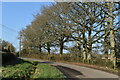 Line of trees beside Sherfield English Lane