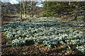 Snowdrops (Galanthus nivalis)